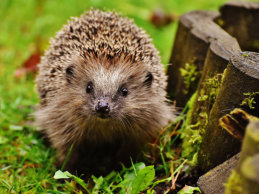 Many residents report hedgehogs seen