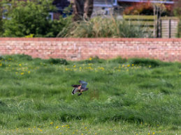 Hawk on Qua Fen Common
