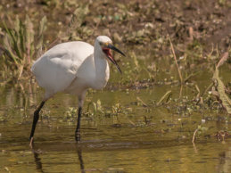 Egret Qua Fen Common 1 