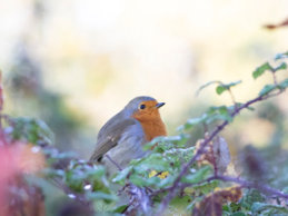 Robin on Qua Fen Common 