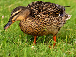Mallard Female
