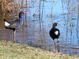 Moor Hens