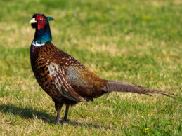 Male Pheasant - Bishop Laney Trust Field