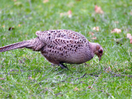 Female  Pheasant - Bishop Laney Trust Field