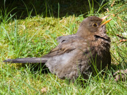 Qua Fen Common Gardens Young Blackbird