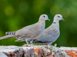 Qua Fen Common Gardens Flock of 50