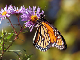 Butterlies visit the common and hedgerows