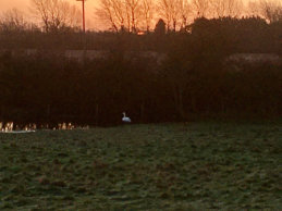 Swans on Qua Fen Common 