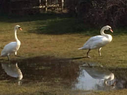Qua Fen Common Swans