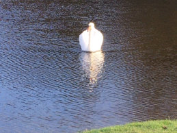 Swans on Qua Fen Common 