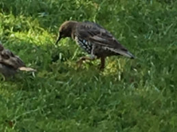Mistle Thrush 3