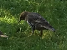 Mistle Thrush 2