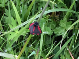 Cinnabar 2