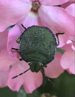 Qua Fen Common - Coleoptera Beetle