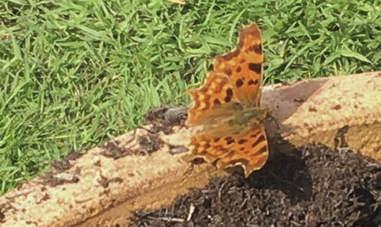 Qua Fen Common - Polygonia c-album Comma - Joy Ross