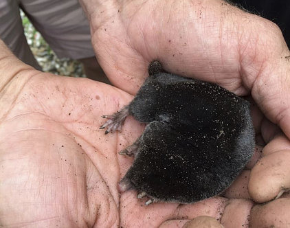 Qua Fen Common - Mole - Joy Ross