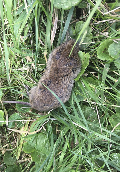 Qua Fen Common - Rattus norvegicus (Brown Rat) - Joy Ross
