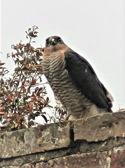 Qua Fen Common - Sparrow Hawk - Phil Duff