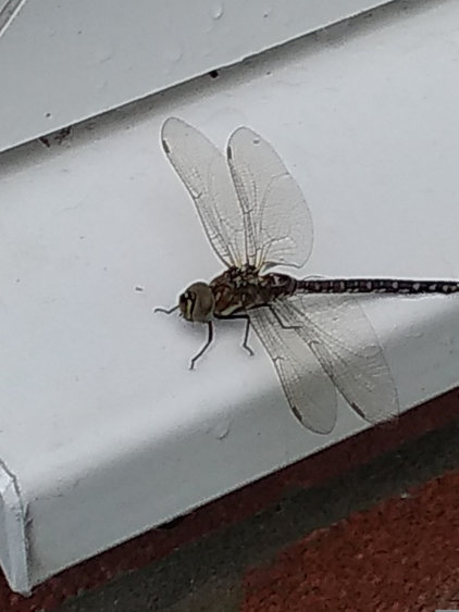 Dragonfly