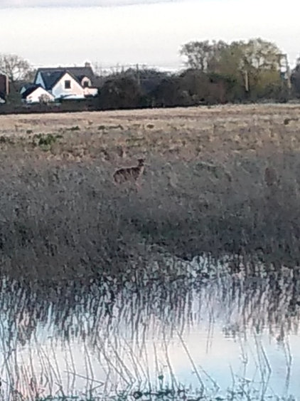 Muntjac Deer between QFC and EFC