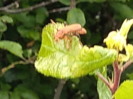 Common Red Soldier Beetle QFC Gateway Hedgerow 030722 Derek Ayres