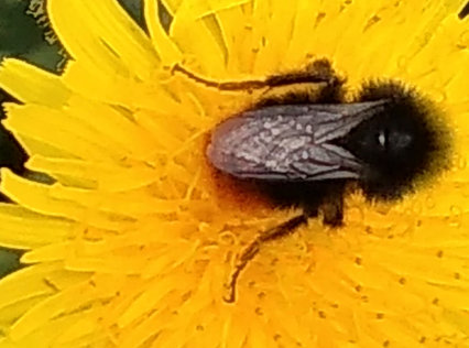 Tachinid Fly Gateway Hedgerow Dandelion 3 Jul 22 Derek Ayres