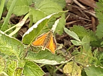 Skipper Butterfly Hesperidae QFC Burgess Corner 250622 Derek Ayres