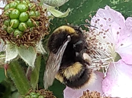 White Tailed Bumble Bee QFC Burgess Corner 260622 Derek Ayres