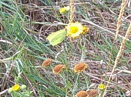 Brimstone Butterfly QFC 16th August 180822 Derek Thayres