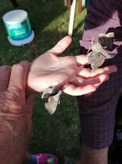 Popular Hawk Moth 1 QFC 210822 Rosemary and John
