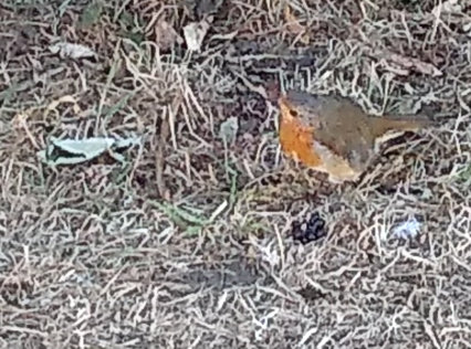 Young Robin QFC 16th August 180822 Derek Thayres